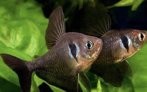 Tetra Fantasma Negro
