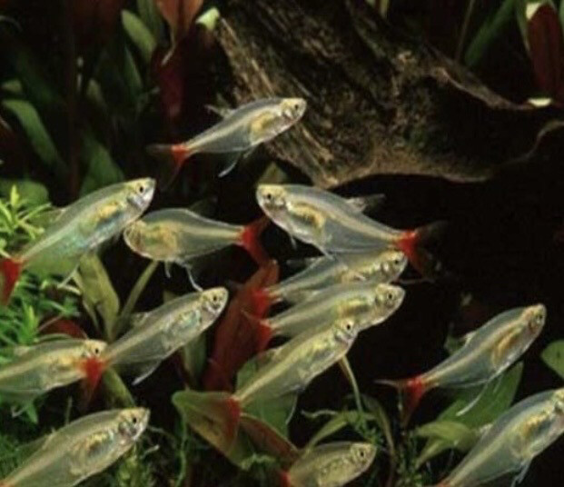 Tetra cristal aletas rojas| Aphyocharax Anisitsi