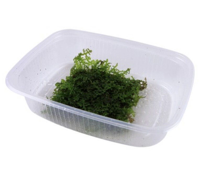 Riccardia chamedryfolia In vitro