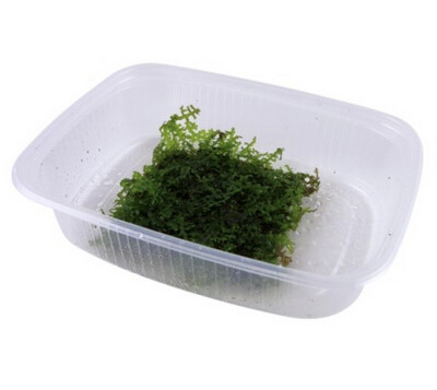 Riccardia chamedryfolia In vitro