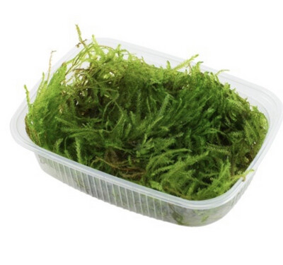 TAXIPHYLLUM 'SPIKY' - ENVASE PORCIÓN