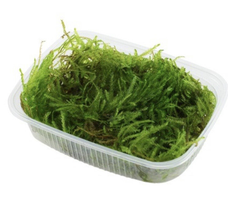 TAXIPHYLLUM 'SPIKY' - ENVASE PORCIÓN