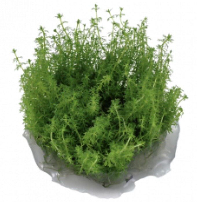 Myriophyllum ’Guyana’ IN VITRO