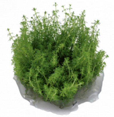 Myriophyllum ’Guyana’ IN VITRO