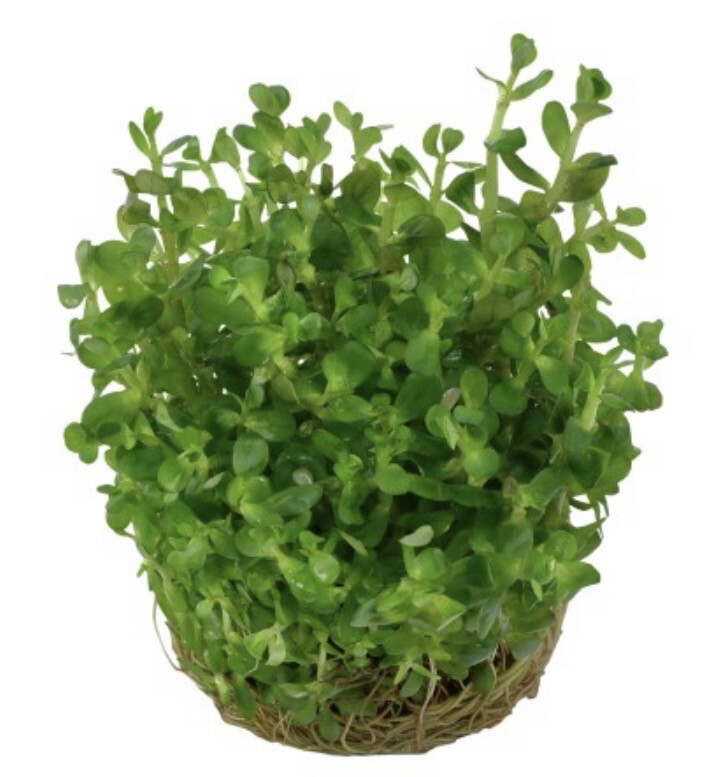 Rotala indica 'Bonsai' in vitro