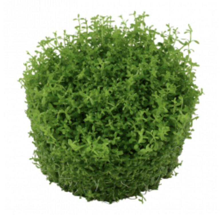 Micranthemum monte Carlo in vitro