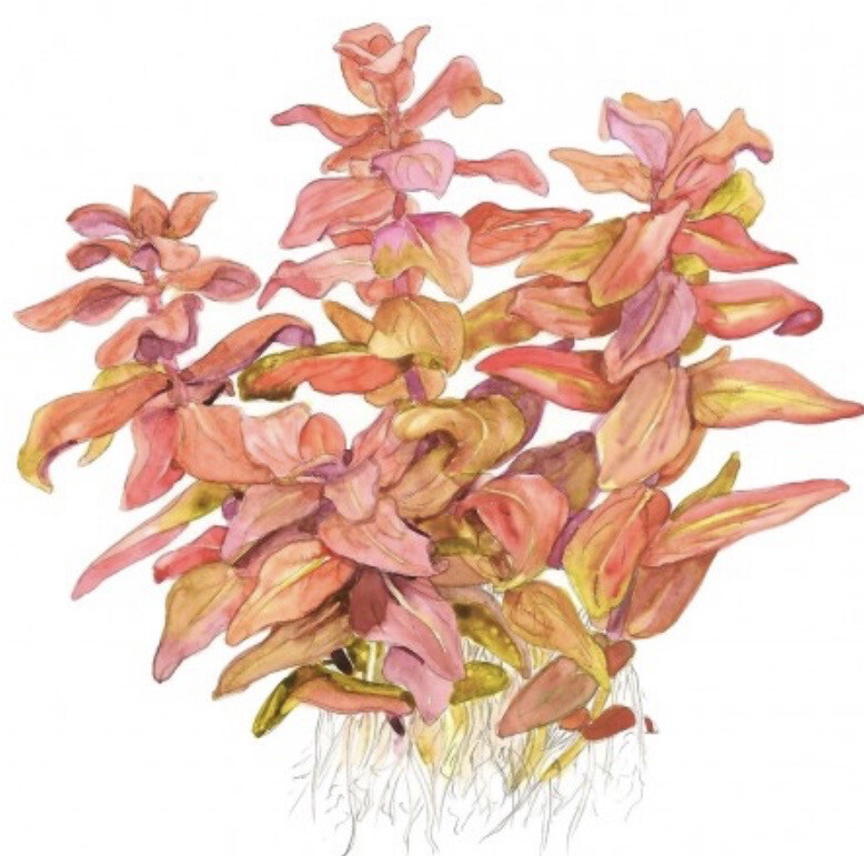 Rotala macrandra in vitro