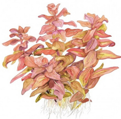 Rotala macrandra in vitro