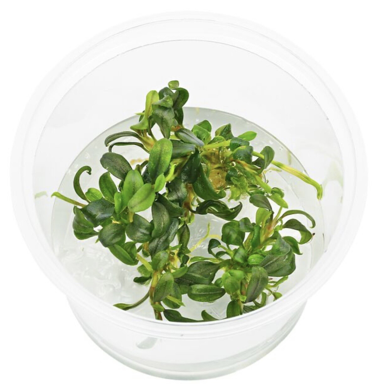 Bucephalandra sp. ’Needle Leaf’ limited edition