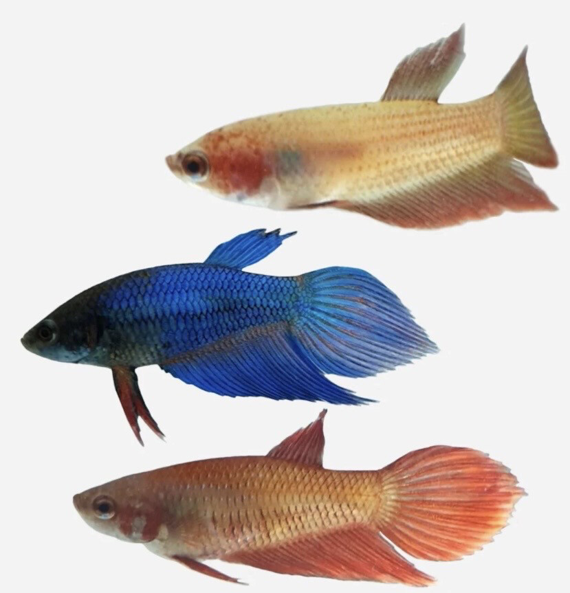 Betta hembra surtida seleccion