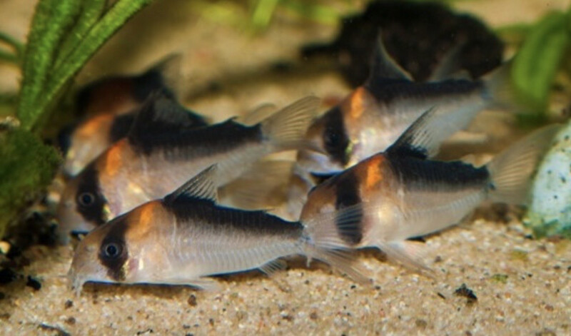 Coridora adolfoi