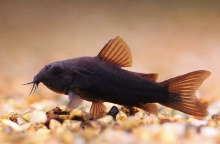 Coridora black venezuela