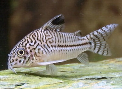 Coridora leopardo | Coridora Julii 