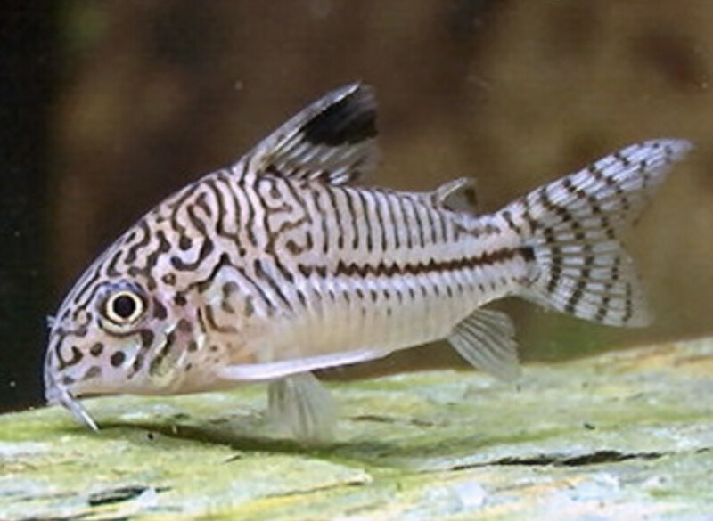 Coridora leopardo | Coridora Julii 