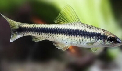 Zorro volador crossochelius siamensis