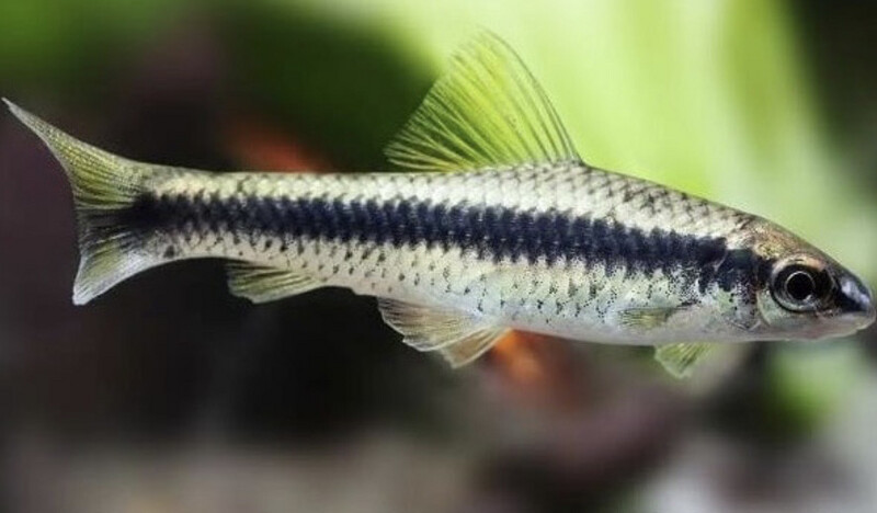Zorro volador crossochelius siamensis
