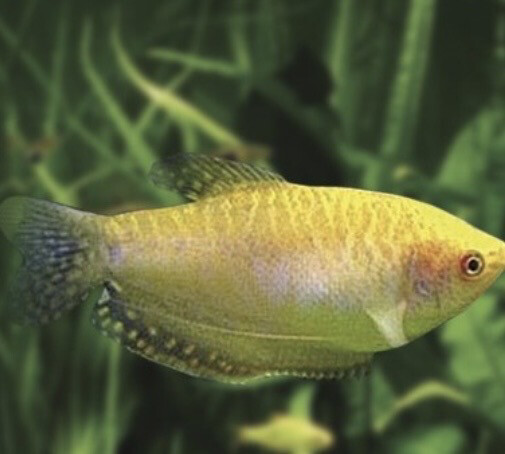 Gourami oro