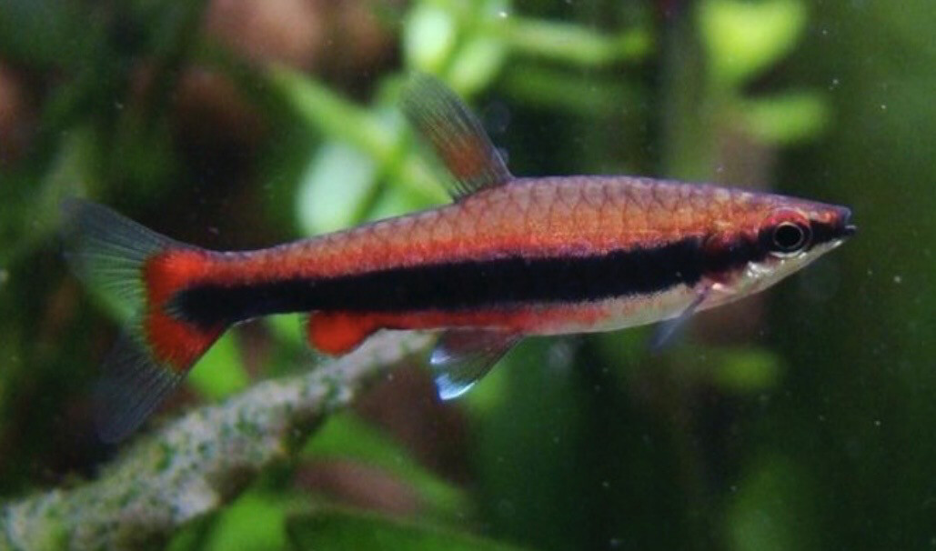 Pez lapiz rojo