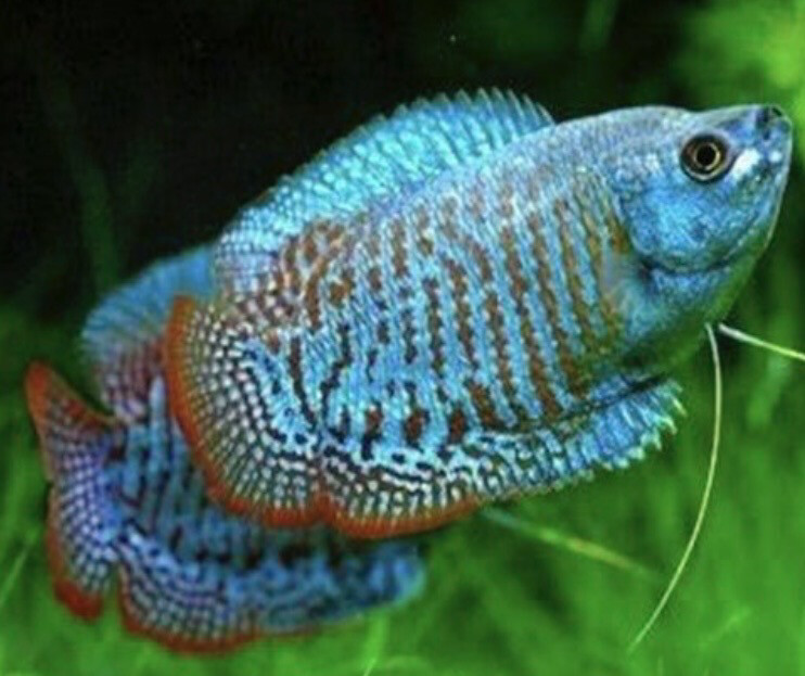 Colisa lalia azul cobalto macho