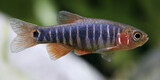 Rasbora erytromicon