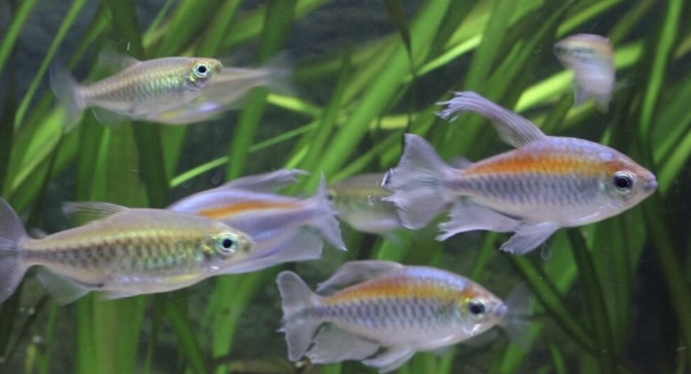 Tetra congo | Phenacogrammus Interruptus