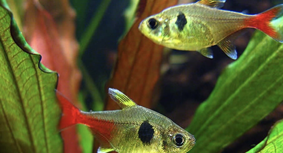 Tetra fantasma amarillo