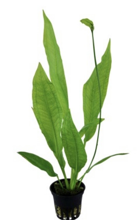 ECHINODORUS GRISEBACHII 'BLEHERAE' EN MACETA