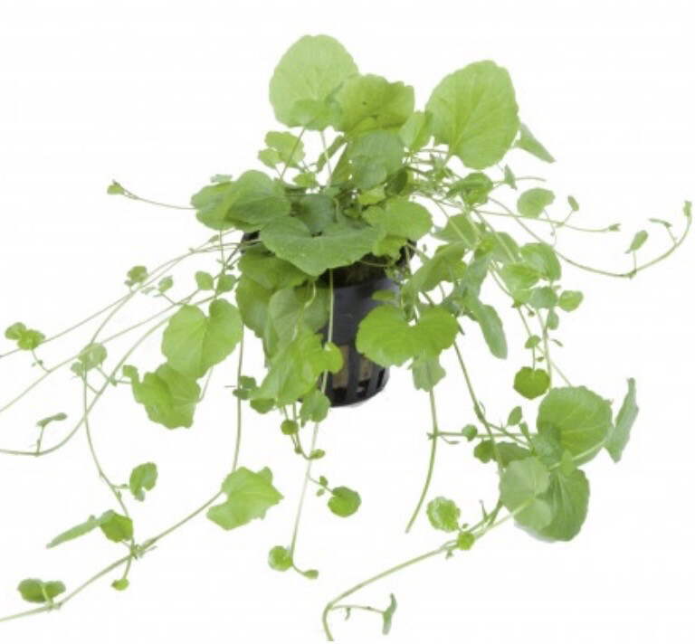 CARDAMINE LYRATA EN MACETA