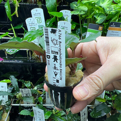 Bucephalandra ballon