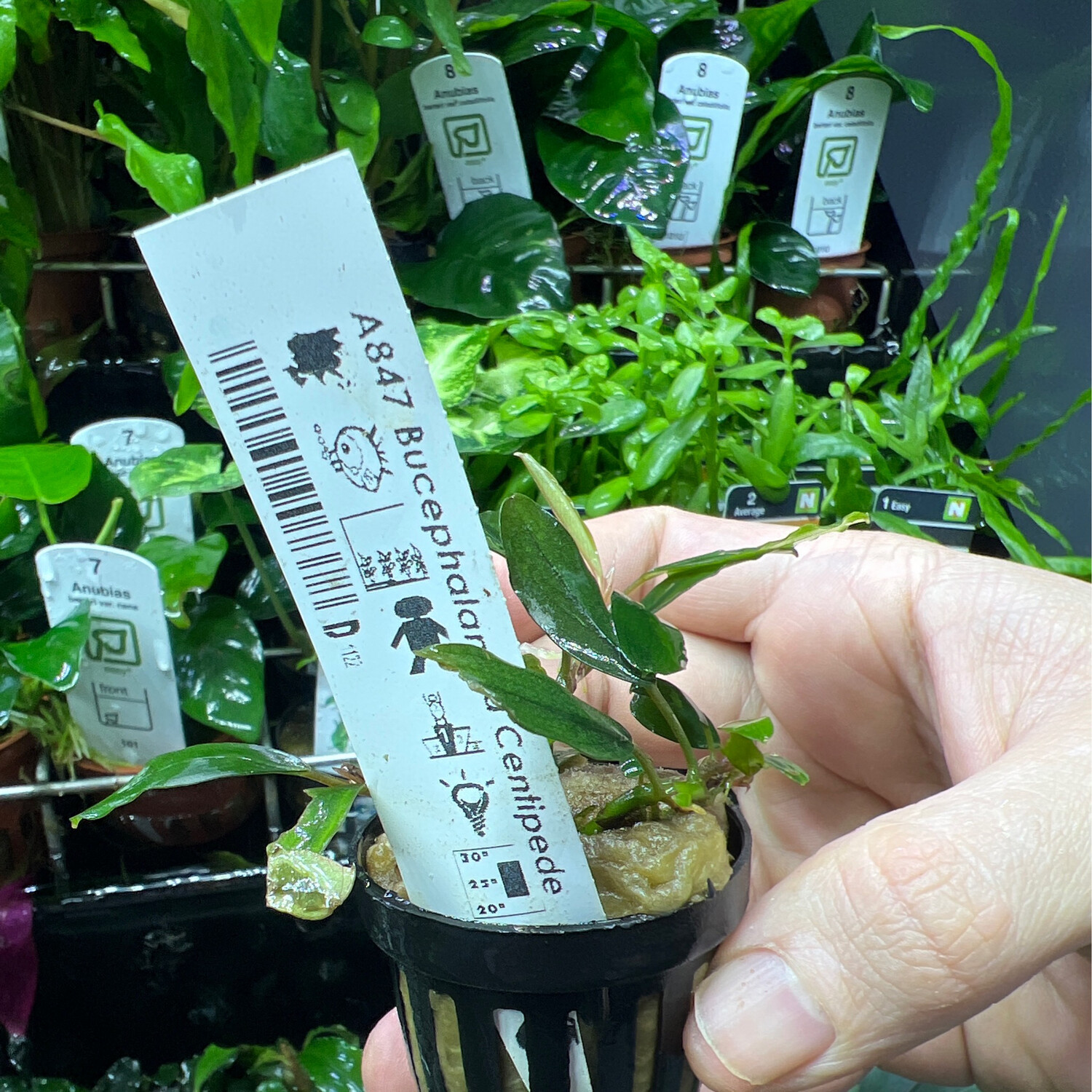 Bucephalandra centipede