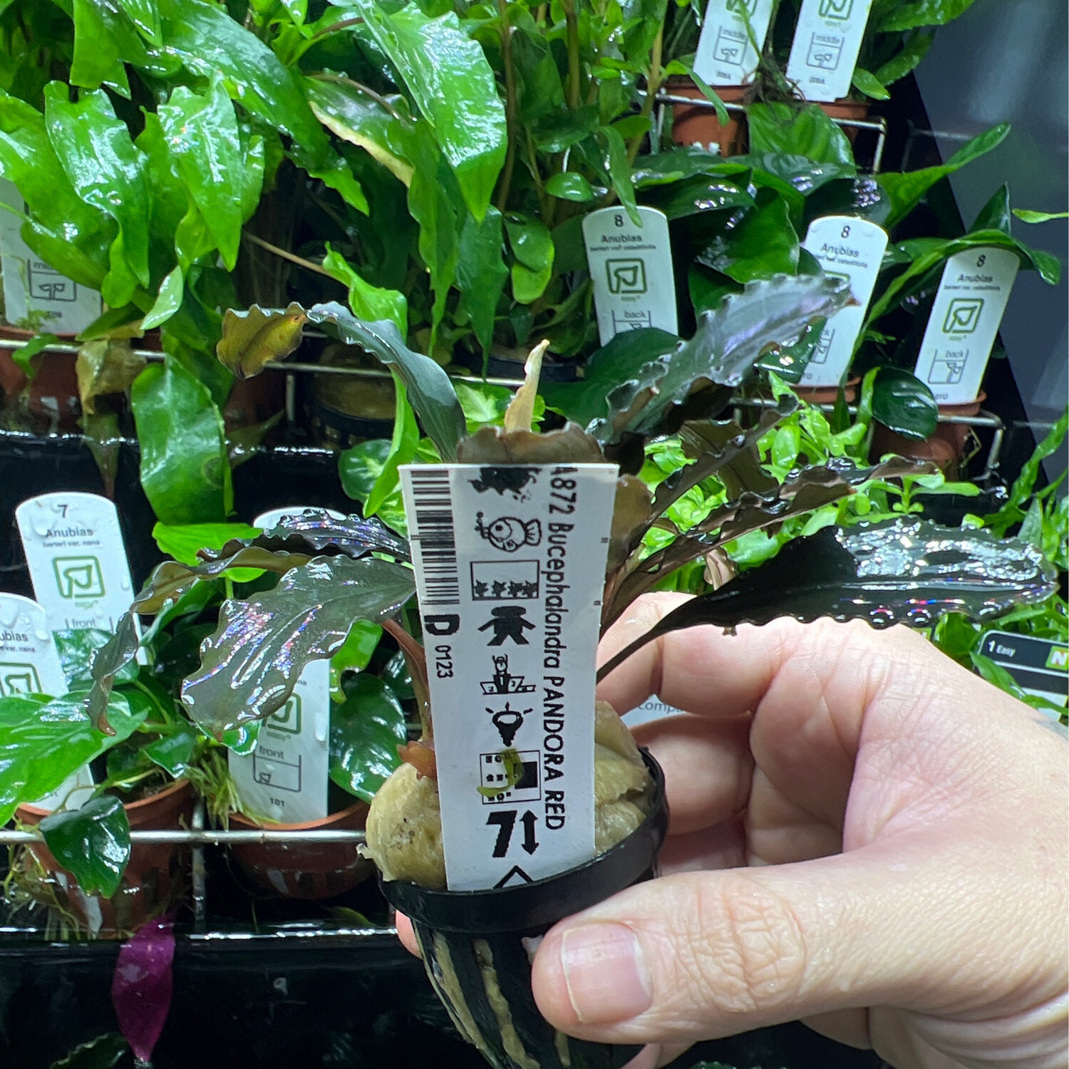 Bucephalandra pandora red
