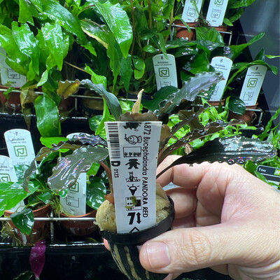 Bucephalandra pandora red