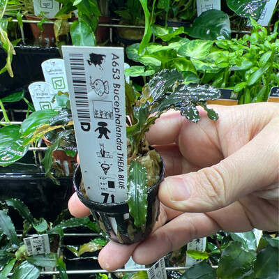 Bucephalandra theia blue