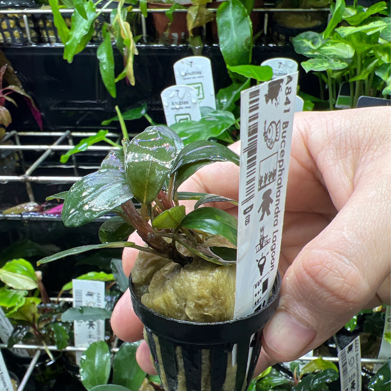 Bucephalandra lagoon