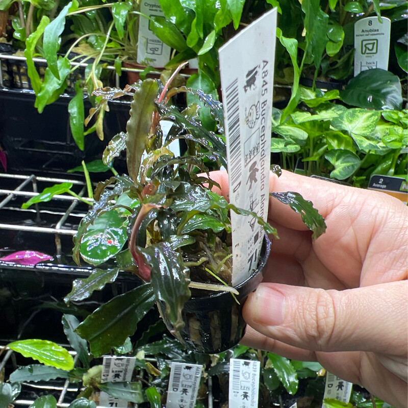 Bucephalandra alamanda v3 dark