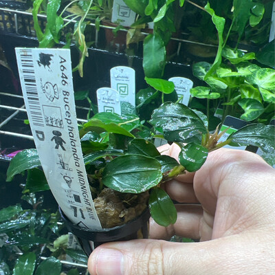 Bucephalandra midnight blue