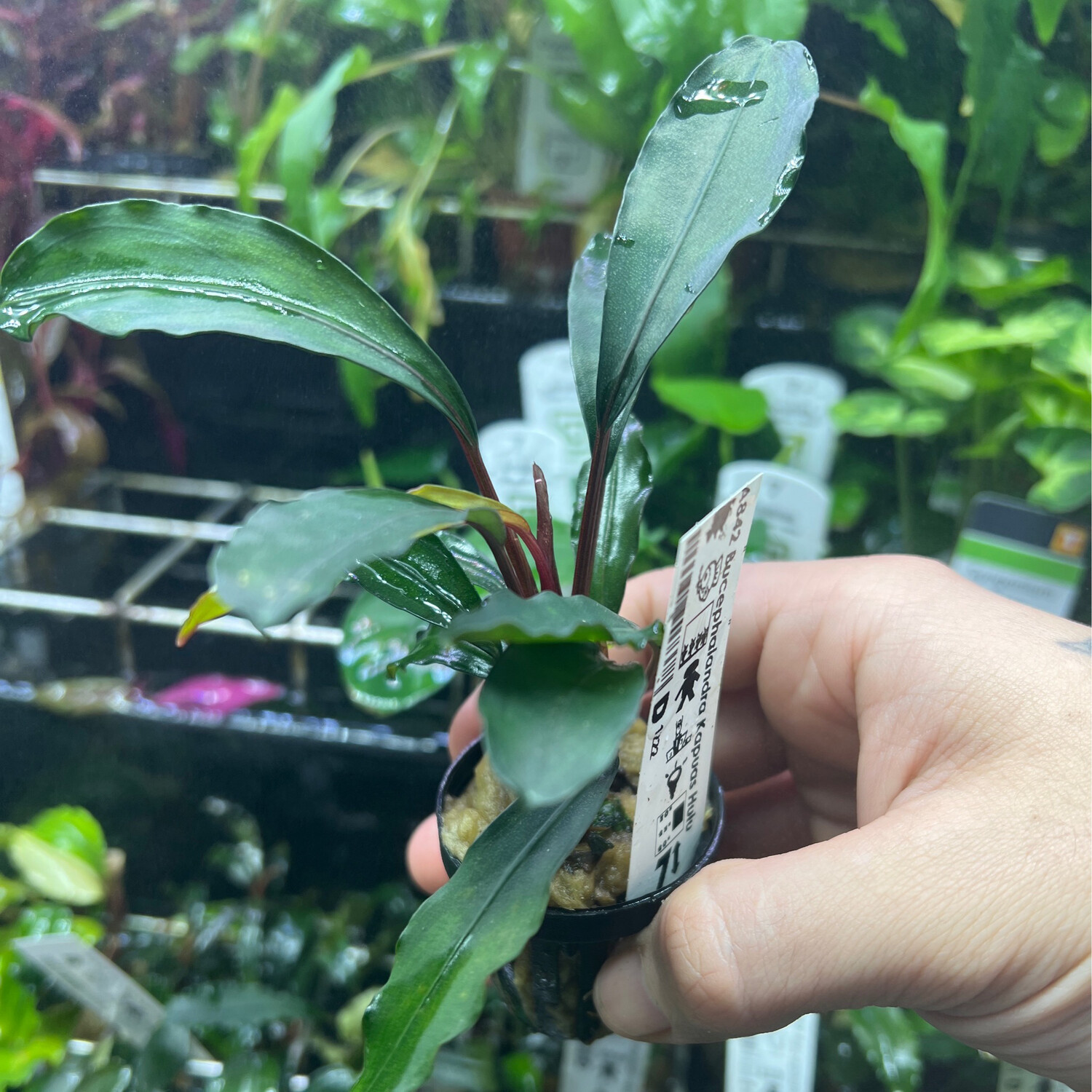 Bucephalandra kapuas hulu