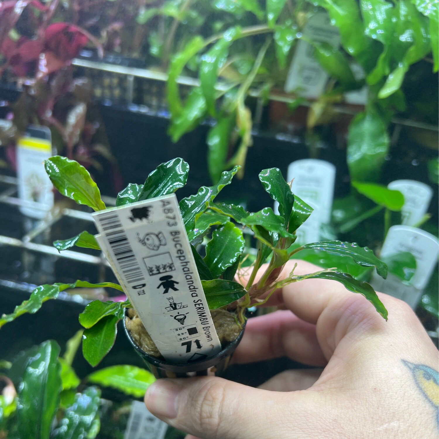 Bucephalandra serimbu blue