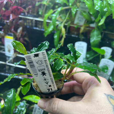 Bucephalandra serimbu blue