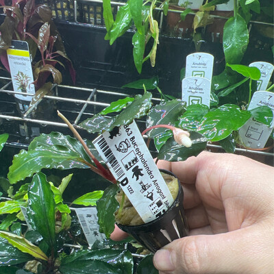 Bucephalandra arrogant blue