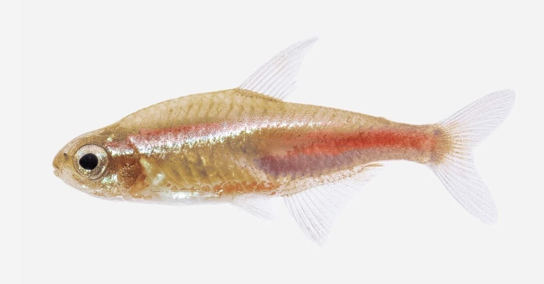 Neón innensi Naranja 2-2,5cm