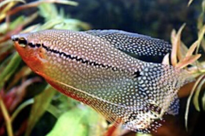 Gourami Perla