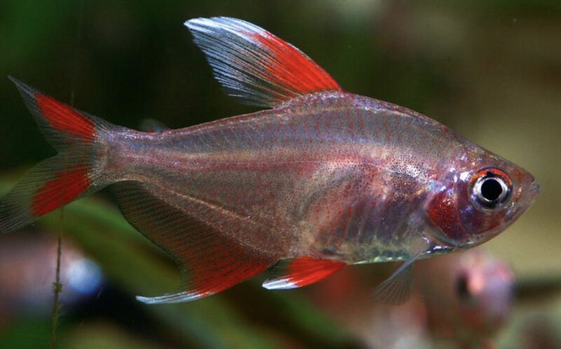 Tetra rosado velo blanco | HYPHESSOBRYCON ORNATUS
