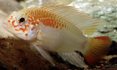 Pareja apistogramma viejita Oro