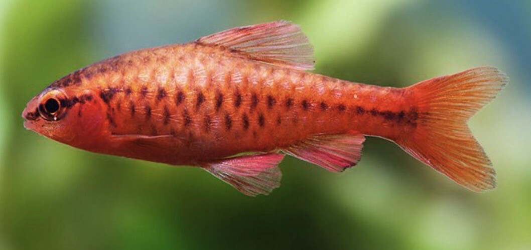 BARBO CEREZA (PUNTIUS TITTEYA)