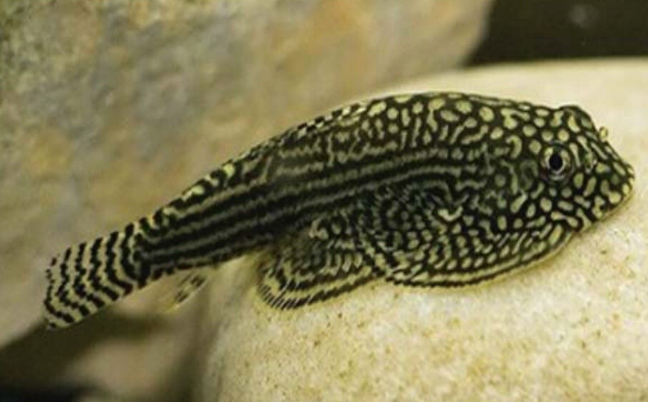 Sewellia lineolata