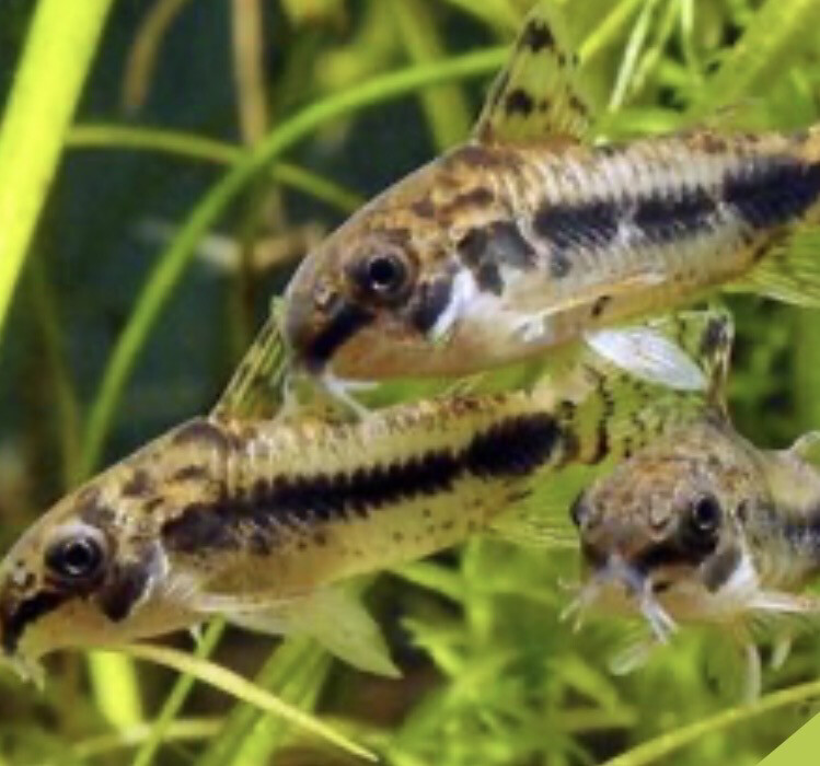 Coridora habrosus