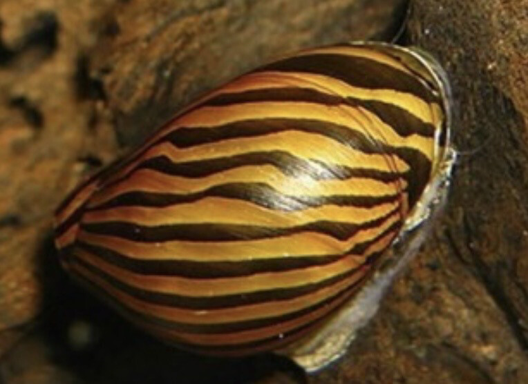 Caracol cebra neritina