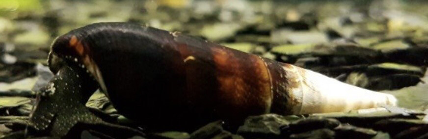 CARACOL CUERNO DEL DIABLO - FAUNUS ATER