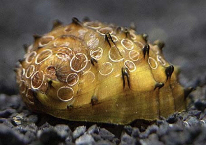 Neritina juttingae - Caracol espinete